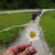 bergsommer06thmb